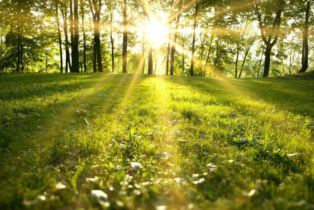 A Sun Shining Through The Forest - Spring Weather - Springbank Mechanical Toronto Commercial HVAC Services